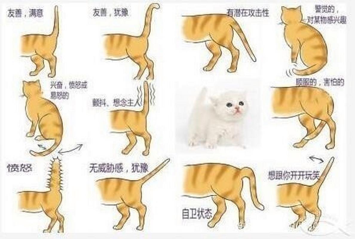 猫猫尾巴竖起来/猫猫尾巴竖起来打钩-第4张图片 猫猫尾巴竖起来/猫猫尾巴竖起来打钩-第4张图片