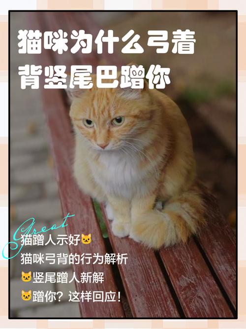 猫猫尾巴竖起来/猫猫尾巴竖起来打钩-第5张图片 猫猫尾巴竖起来/猫猫尾巴竖起来打钩-第5张图片