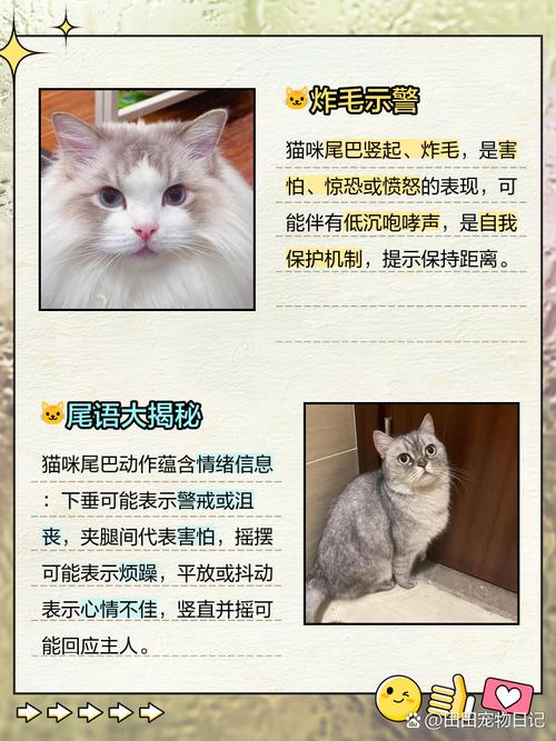 猫猫尾巴竖起来/猫猫尾巴竖起来打钩-第8张图片 猫猫尾巴竖起来/猫猫尾巴竖起来打钩-第8张图片