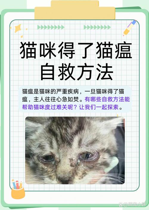 猫瘟的初期症状/猫瘟的初期症状是哪些-第8张图片 猫瘟的初期症状/猫瘟的初期症状是哪些-第8张图片