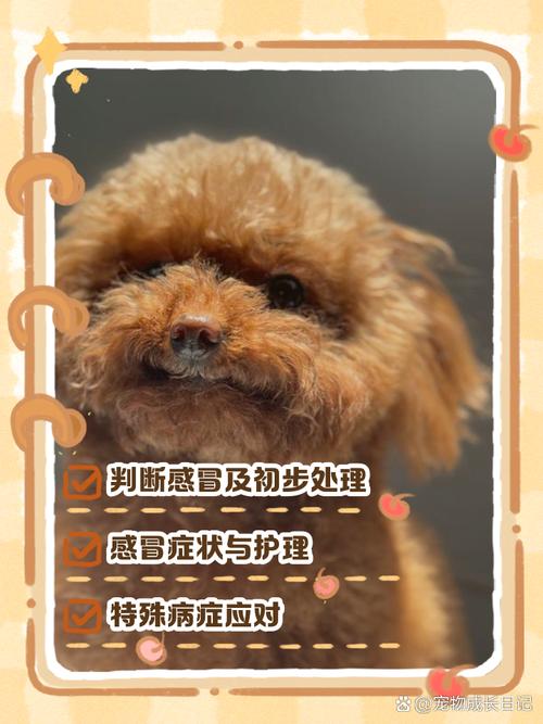 解析“狗狗能喝999感冒灵吗”你不知道的事-第3张图片 解析“狗狗能喝999感冒灵吗”你不知道的事-第3张图片