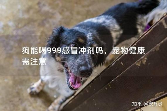 解析“狗狗能喝999感冒灵吗”你不知道的事-第7张图片 解析“狗狗能喝999感冒灵吗”你不知道的事-第7张图片