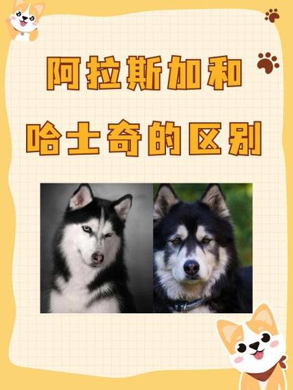 作为消费者“二哈好还是阿拉斯加好”你不能不知道-第2张图片 作为消费者“二哈好还是阿拉斯加好”你不能不知道-第2张图片