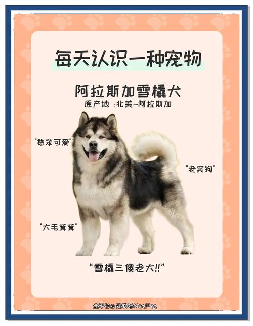 作为消费者“二哈好还是阿拉斯加好”你不能不知道-第3张图片 作为消费者“二哈好还是阿拉斯加好”你不能不知道-第3张图片