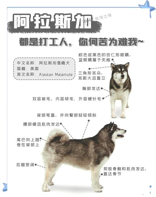 作为消费者“二哈好还是阿拉斯加好”你不能不知道-第4张图片 作为消费者“二哈好还是阿拉斯加好”你不能不知道-第4张图片
