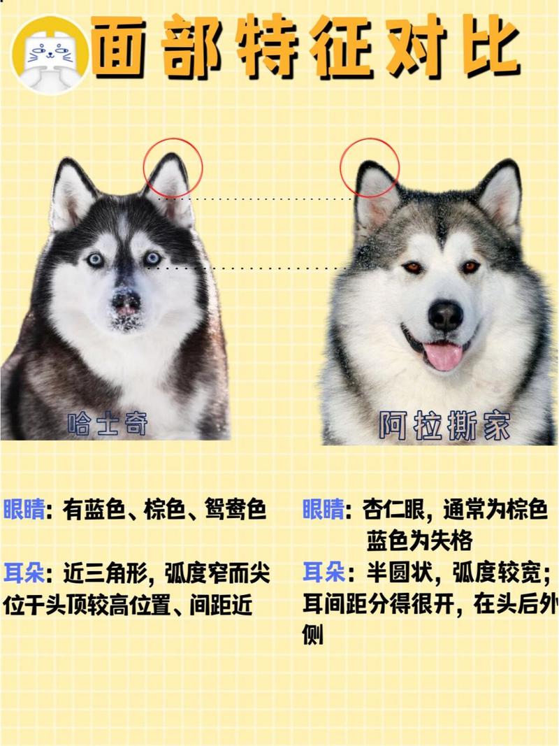 作为消费者“二哈好还是阿拉斯加好”你不能不知道-第7张图片 作为消费者“二哈好还是阿拉斯加好”你不能不知道-第7张图片