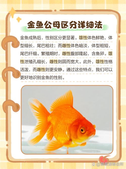 宝莲灯鱼怎么分公母解-宝莲灯鱼凶不凶-第1张图片 宝莲灯鱼怎么分公母解-宝莲灯鱼凶不凶-第1张图片