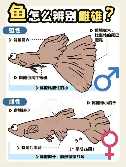 宝莲灯鱼怎么分公母解-宝莲灯鱼凶不凶-第2张图片 宝莲灯鱼怎么分公母解-宝莲灯鱼凶不凶-第2张图片