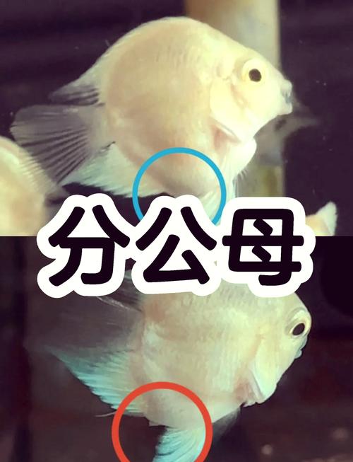 宝莲灯鱼怎么分公母解-宝莲灯鱼凶不凶-第5张图片 宝莲灯鱼怎么分公母解-宝莲灯鱼凶不凶-第5张图片