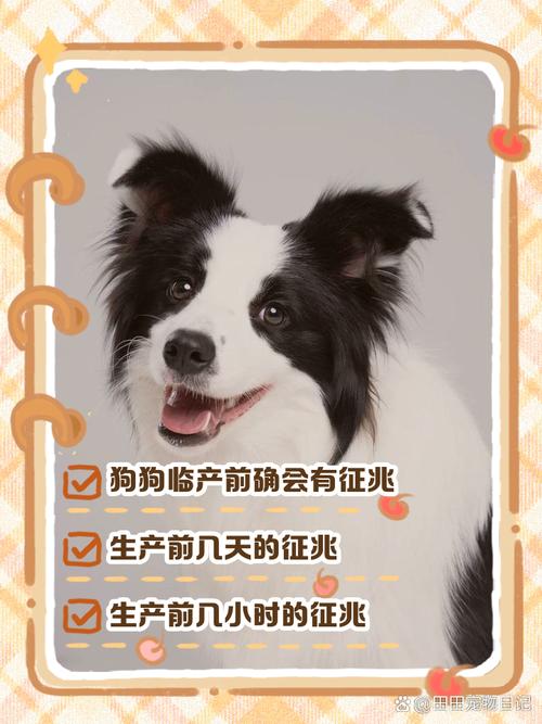 狗狗临产前的表现10天/狗狗临产前的症状出现了多久能生-第4张图片 狗狗临产前的表现10天/狗狗临产前的症状出现了多久能生-第4张图片