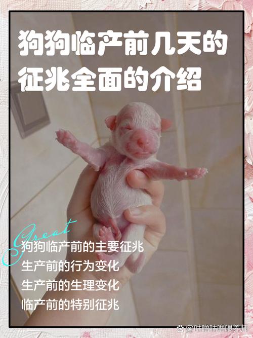 狗狗临产前的表现10天/狗狗临产前的症状出现了多久能生-第6张图片 狗狗临产前的表现10天/狗狗临产前的症状出现了多久能生-第6张图片