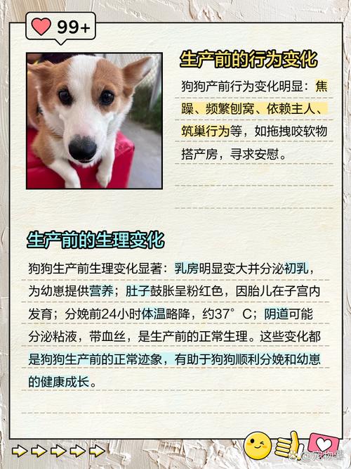 狗狗临产前的表现10天/狗狗临产前的症状出现了多久能生-第7张图片 狗狗临产前的表现10天/狗狗临产前的症状出现了多久能生-第7张图片