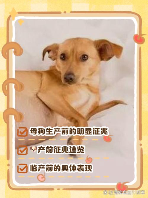 狗狗临产前的表现10天/狗狗临产前的症状出现了多久能生-第8张图片 狗狗临产前的表现10天/狗狗临产前的症状出现了多久能生-第8张图片