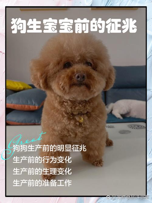 狗狗临产前的表现10天/狗狗临产前的症状出现了多久能生-第9张图片 狗狗临产前的表现10天/狗狗临产前的症状出现了多久能生-第9张图片