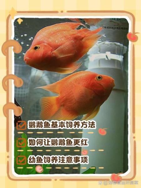 金刚鹦鹉鱼适合的温度/金刚鹦鹉鱼生长速度快吗-第1张图片 金刚鹦鹉鱼适合的温度/金刚鹦鹉鱼生长速度快吗-第1张图片
