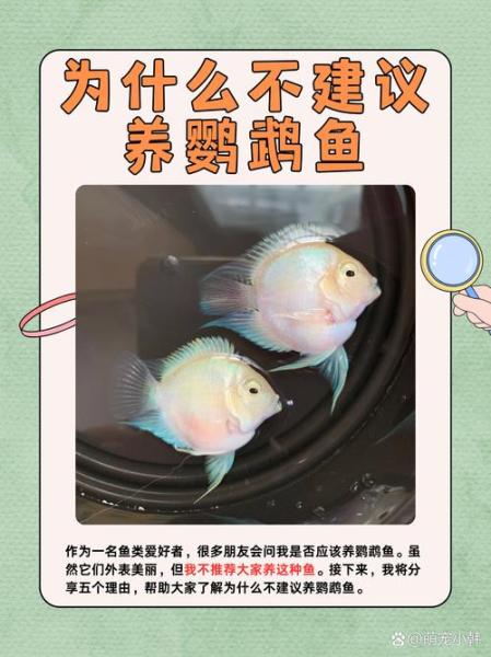 金刚鹦鹉鱼适合的温度/金刚鹦鹉鱼生长速度快吗-第3张图片 金刚鹦鹉鱼适合的温度/金刚鹦鹉鱼生长速度快吗-第3张图片