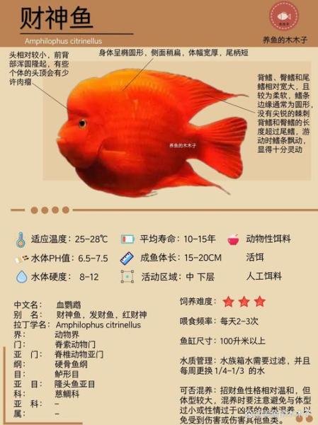 金刚鹦鹉鱼适合的温度/金刚鹦鹉鱼生长速度快吗-第6张图片 金刚鹦鹉鱼适合的温度/金刚鹦鹉鱼生长速度快吗-第6张图片