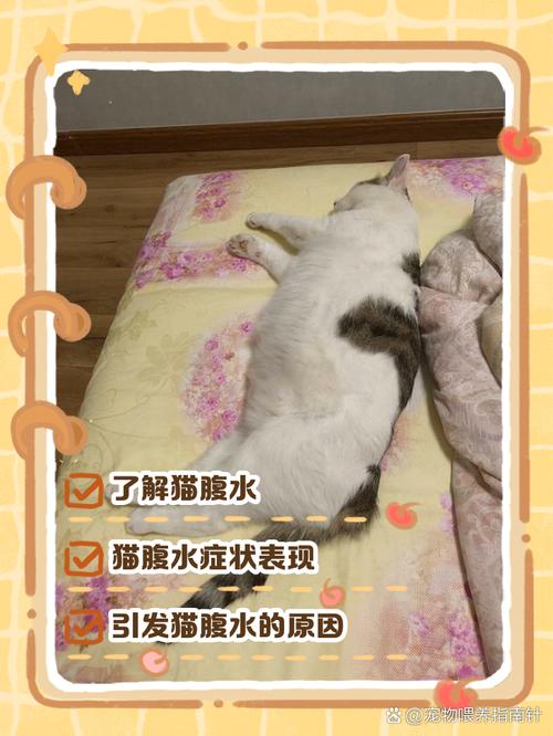 猫腹水-猫腹水自愈的最佳方法-第3张图片 猫腹水-猫腹水自愈的最佳方法-第3张图片