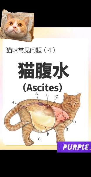 猫腹水-猫腹水自愈的最佳方法-第4张图片 猫腹水-猫腹水自愈的最佳方法-第4张图片