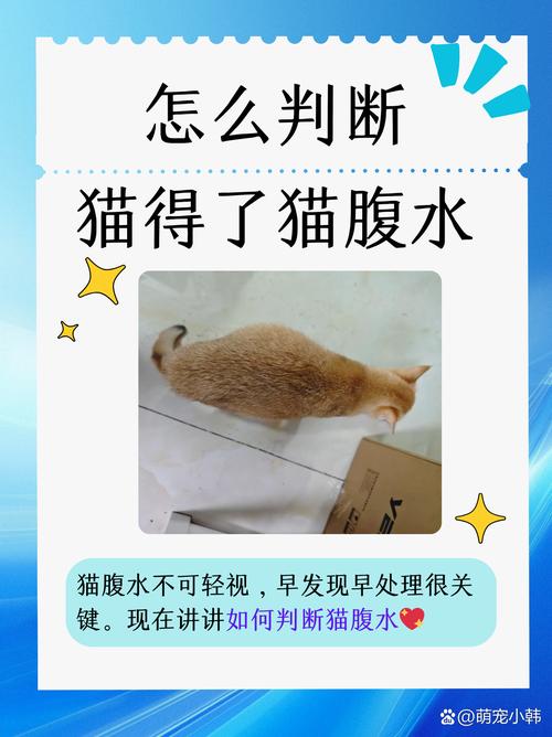 猫腹水-猫腹水自愈的最佳方法-第5张图片 猫腹水-猫腹水自愈的最佳方法-第5张图片