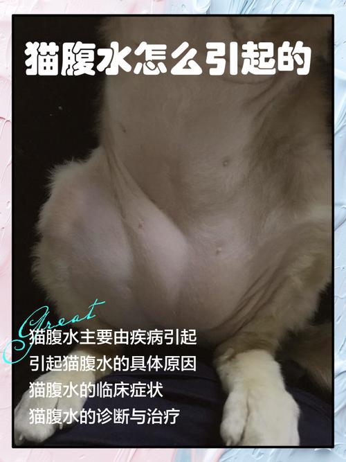 猫腹水-猫腹水自愈的最佳方法-第6张图片 猫腹水-猫腹水自愈的最佳方法-第6张图片