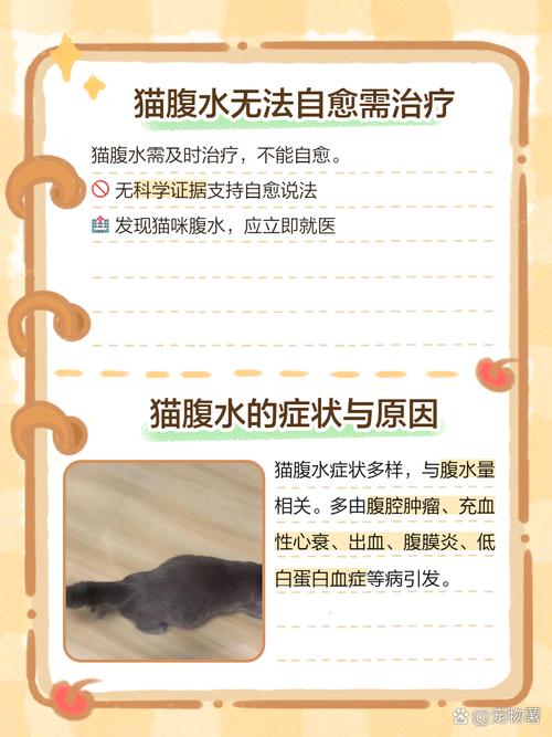 猫腹水-猫腹水自愈的最佳方法-第9张图片 猫腹水-猫腹水自愈的最佳方法-第9张图片