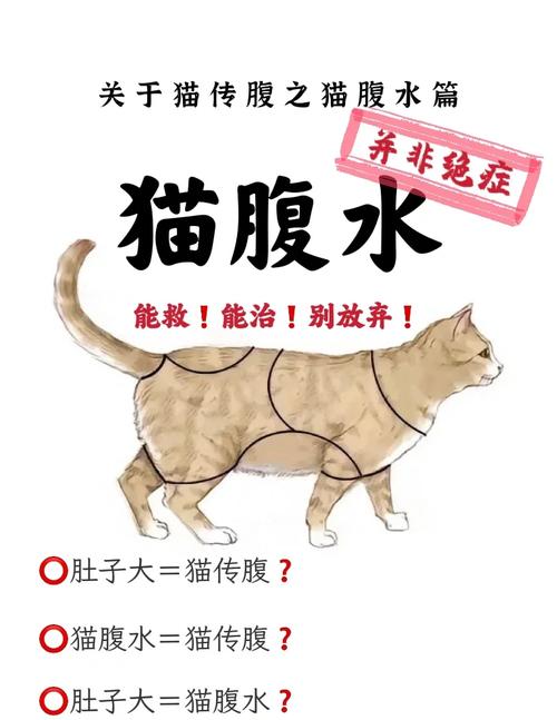 猫腹水-猫腹水自愈的最佳方法-第10张图片 猫腹水-猫腹水自愈的最佳方法-第10张图片
