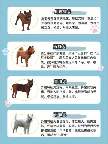 作为消费者“中国的狗狗有哪些品种”你不能不知道-第5张图片 作为消费者“中国的狗狗有哪些品种”你不能不知道-第5张图片