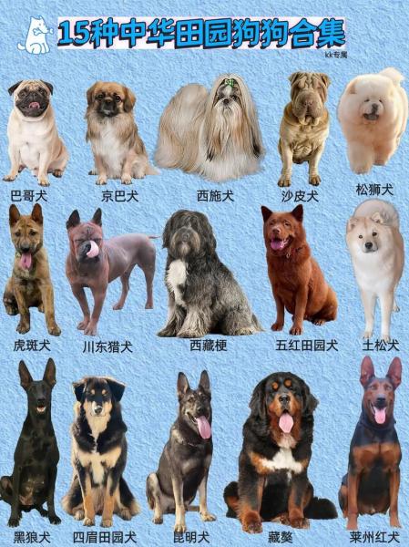 作为消费者“中国的狗狗有哪些品种”你不能不知道-第8张图片 作为消费者“中国的狗狗有哪些品种”你不能不知道-第8张图片