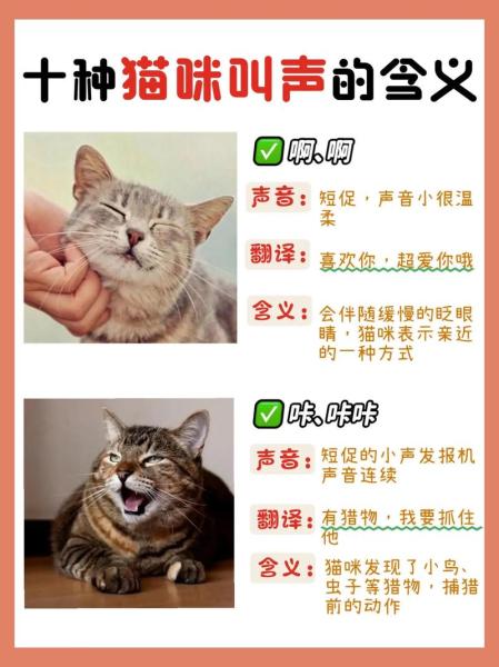 猫咪不同叫声的含义,猫咪每种叫声的含义-第6张图片 猫咪不同叫声的含义,猫咪每种叫声的含义-第6张图片