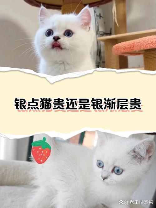 银点-银点渐层-第1张图片 银点-银点渐层-第1张图片