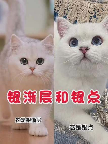 银点-银点渐层-第4张图片 银点-银点渐层-第4张图片