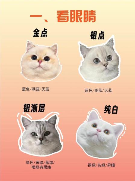 银点-银点渐层-第6张图片 银点-银点渐层-第6张图片