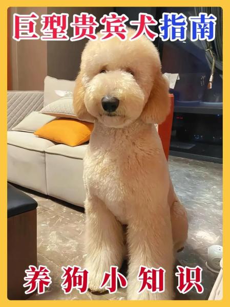 贵宾犬一般多少钱，贵宾犬要多少元