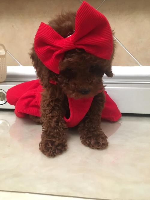 贵宾犬一般多少钱,贵宾犬要多少元-第4张图片 贵宾犬一般多少钱,贵宾犬要多少元-第4张图片