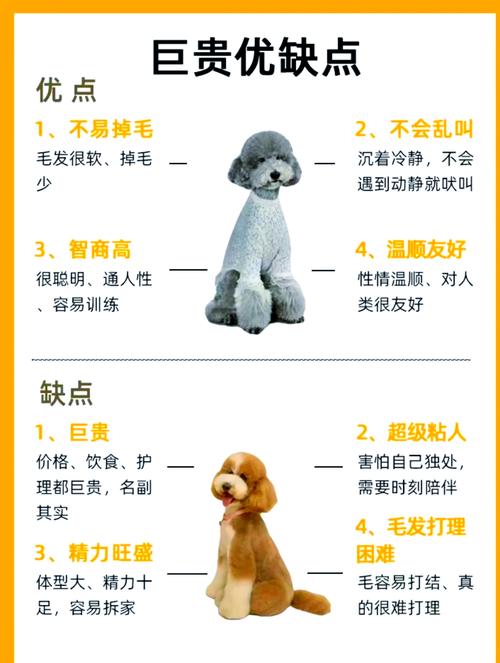 贵宾犬一般多少钱,贵宾犬要多少元-第5张图片 贵宾犬一般多少钱,贵宾犬要多少元-第5张图片