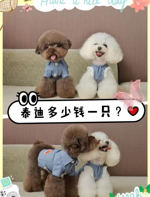 贵宾犬一般多少钱,贵宾犬要多少元-第6张图片 贵宾犬一般多少钱,贵宾犬要多少元-第6张图片
