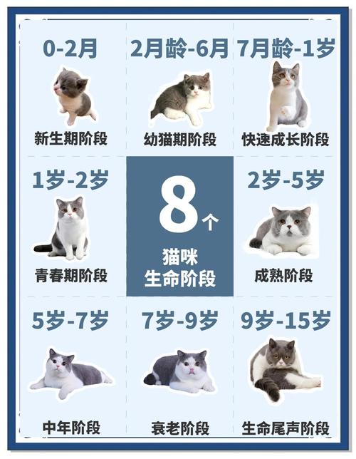猫咪第一胎一般生几只-猫咪第一胎一般生几只孟买猫-第2张图片 猫咪第一胎一般生几只-猫咪第一胎一般生几只孟买猫-第2张图片
