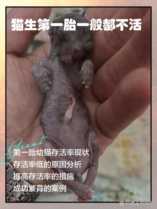 猫咪第一胎一般生几只-猫咪第一胎一般生几只孟买猫-第4张图片 猫咪第一胎一般生几只-猫咪第一胎一般生几只孟买猫-第4张图片