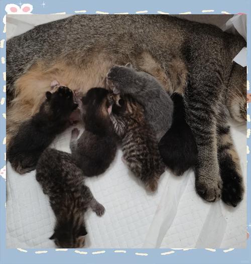 猫咪第一胎一般生几只-猫咪第一胎一般生几只孟买猫-第6张图片 猫咪第一胎一般生几只-猫咪第一胎一般生几只孟买猫-第6张图片