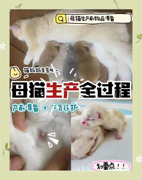 猫咪第一胎一般生几只-猫咪第一胎一般生几只孟买猫-第7张图片 猫咪第一胎一般生几只-猫咪第一胎一般生几只孟买猫-第7张图片