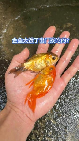 解析“金鱼吃撑的表现”你不知道的事-第2张图片 解析“金鱼吃撑的表现”你不知道的事-第2张图片