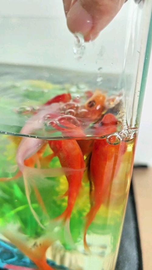 解析“金鱼吃撑的表现”你不知道的事-第4张图片 解析“金鱼吃撑的表现”你不知道的事-第4张图片