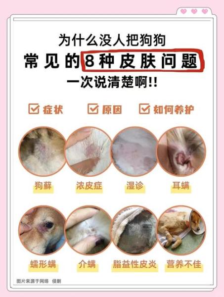 狗皮肤病有什么土方法可以治疗/治狗狗皮肤病的土方-第1张图片 狗皮肤病有什么土方法可以治疗/治狗狗皮肤病的土方-第1张图片