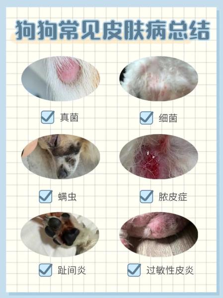 狗皮肤病有什么土方法可以治疗/治狗狗皮肤病的土方-第3张图片 狗皮肤病有什么土方法可以治疗/治狗狗皮肤病的土方-第3张图片