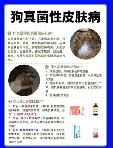 狗皮肤病有什么土方法可以治疗/治狗狗皮肤病的土方-第5张图片 狗皮肤病有什么土方法可以治疗/治狗狗皮肤病的土方-第5张图片