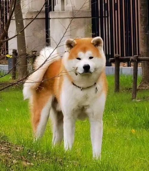 秋田犬为什么特别懒,秋田犬为什么对主人那么忠诚-第1张图片 秋田犬为什么特别懒,秋田犬为什么对主人那么忠诚-第1张图片
