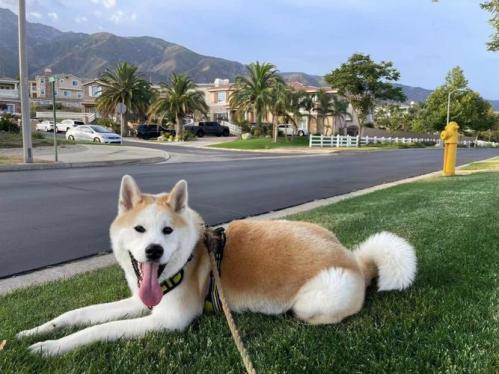 秋田犬为什么特别懒,秋田犬为什么对主人那么忠诚-第3张图片 秋田犬为什么特别懒,秋田犬为什么对主人那么忠诚-第3张图片