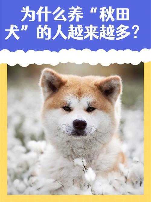 秋田犬为什么特别懒,秋田犬为什么对主人那么忠诚-第4张图片 秋田犬为什么特别懒,秋田犬为什么对主人那么忠诚-第4张图片