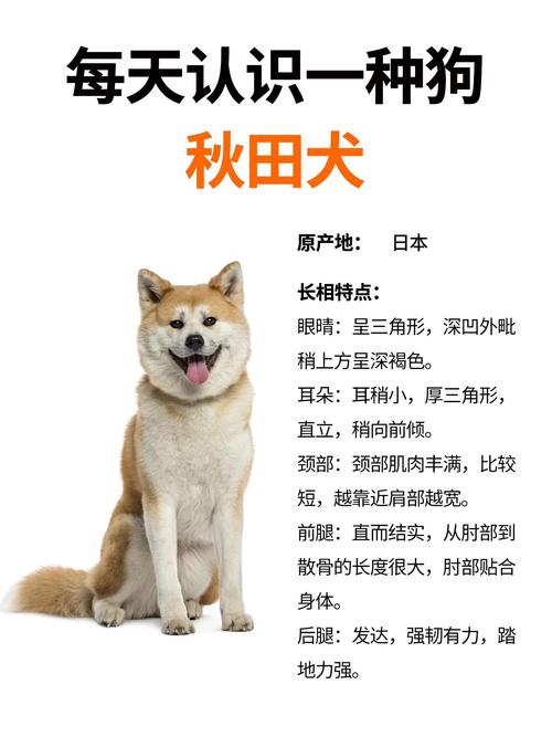 秋田犬为什么特别懒,秋田犬为什么对主人那么忠诚-第5张图片 秋田犬为什么特别懒,秋田犬为什么对主人那么忠诚-第5张图片